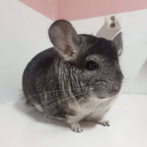 チンチラ　スタンダードグレー　男の子《レイ》（兄弟）