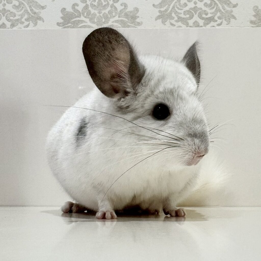 モザイク | Royal Chinchilla Gallery
