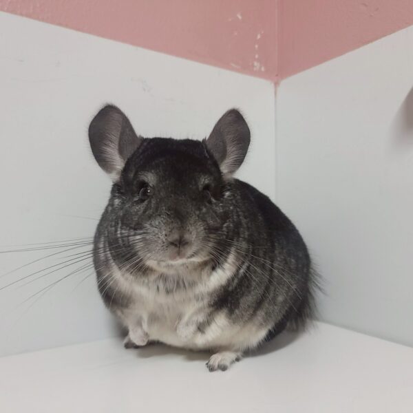 チンチラ スタンダードグレー 男の子《ウーロン》(兄弟)