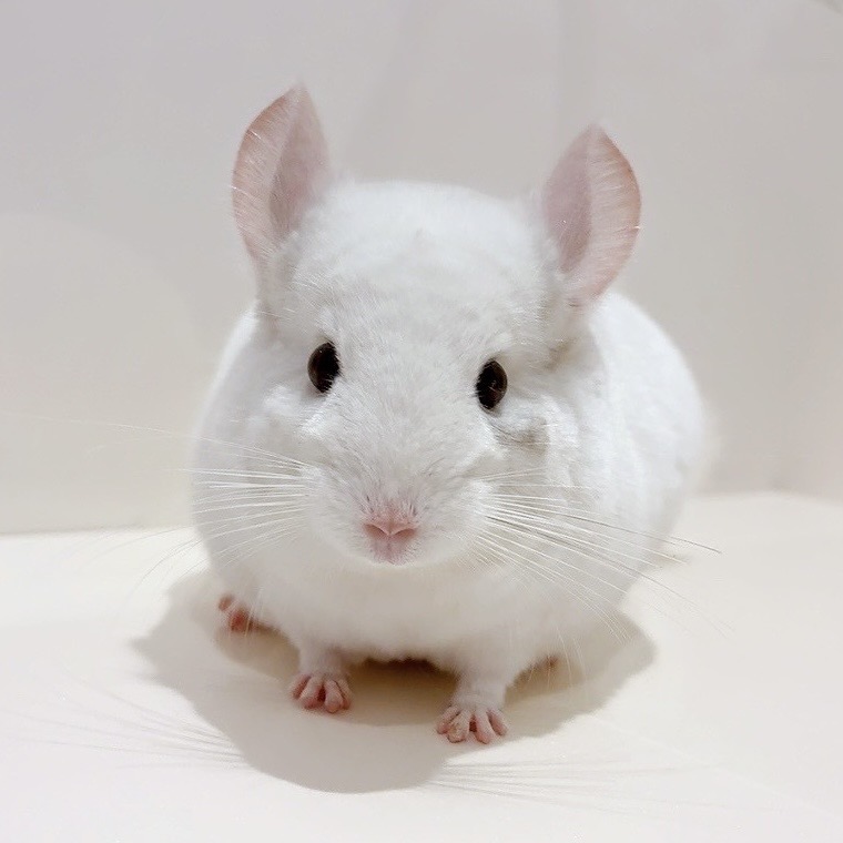 チンチラ ピュアホワイト 男の子《シン》
