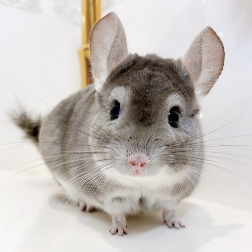 チンチラ バイオレット 男の子《たお》