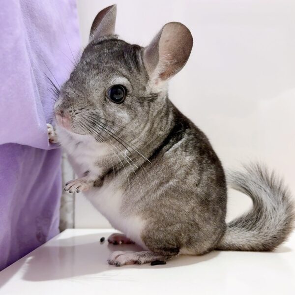 チンチラ スタンダードグレー 男の子《翔平》(しょうへい)