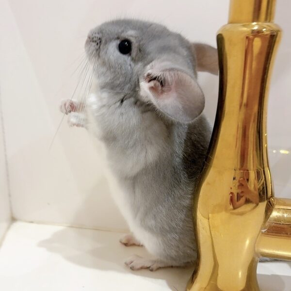 チンチラ ブルーダイヤモンド 男の子《ネスレ》