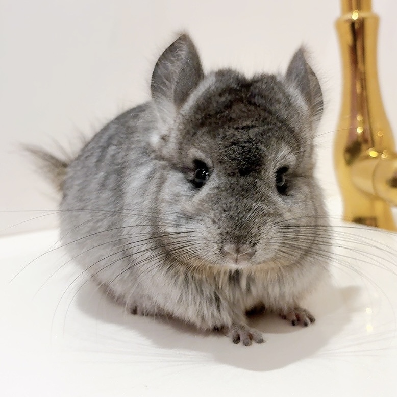 女の子 | Royal Chinchilla Gallery