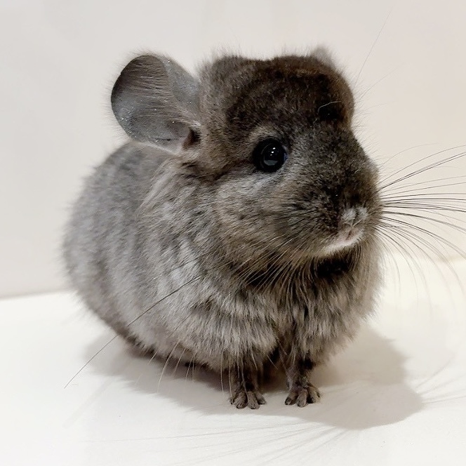 Royal Chinchilla Gallery