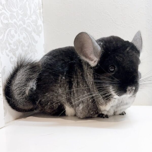 チンチラ ブラックベルベット 女の子《ウルル》