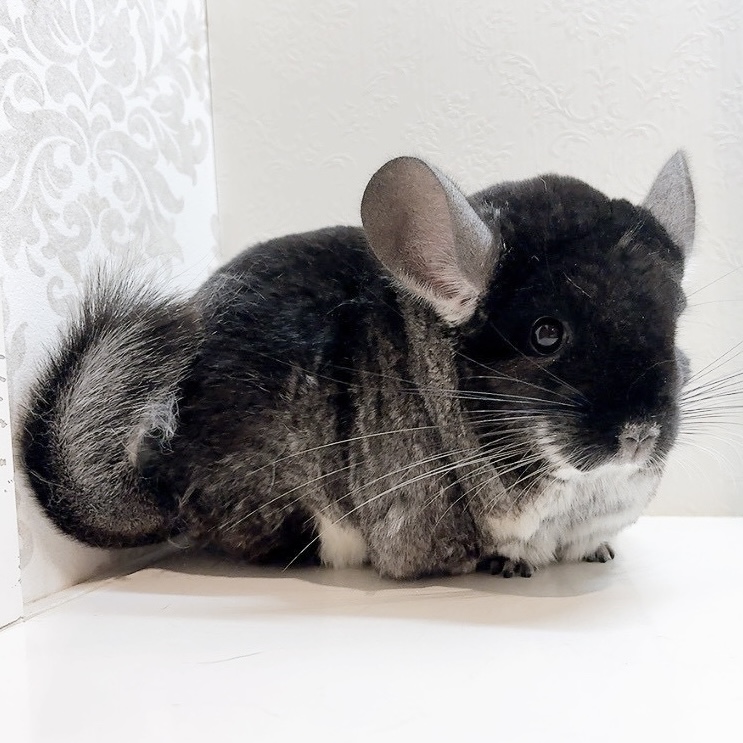 チンチラ　ブラックベルベット　女の子《ウルル》