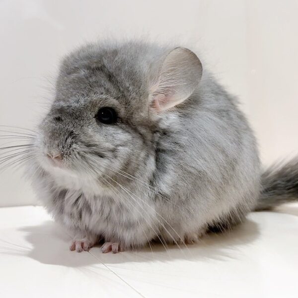 ロイヤル・ペルジアン・アンゴラ　サファイア（バイオレットキャリア）　女の子《ロッティ》