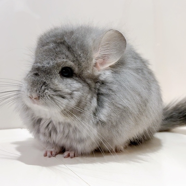 ロイヤル・ペルジアン・アンゴラ　サファイア（バイオレットキャリア）　女の子《ロッティ》