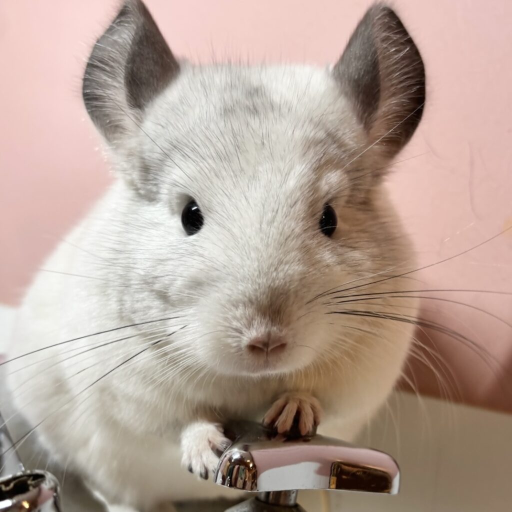 チンチラ　モザイク　男の子《春桜（しゅんおう）》