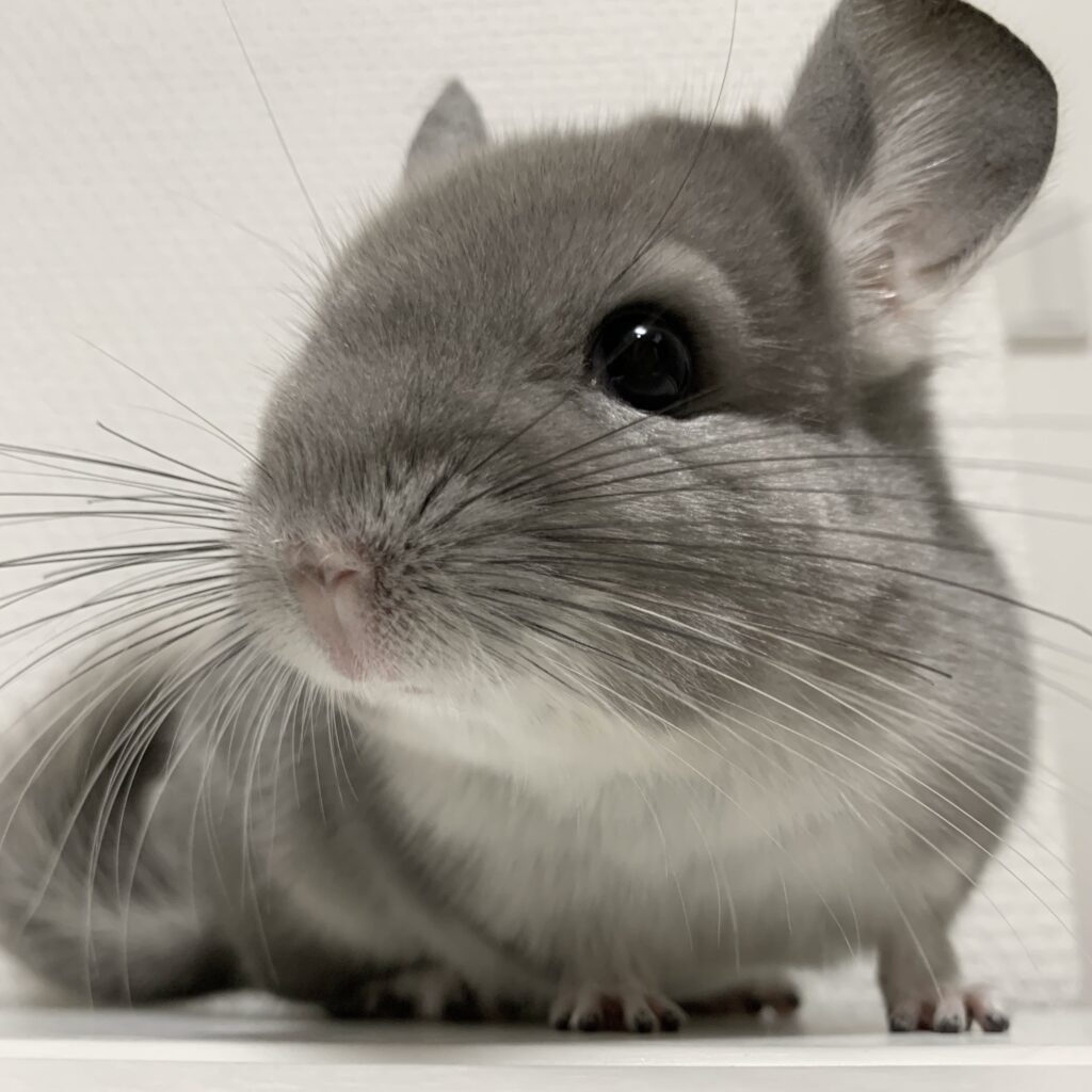 チンチラ　バイオレット　男の子《マーカリー》