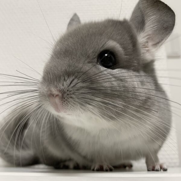 チンチラ　バイオレット　男の子《マーカリー》