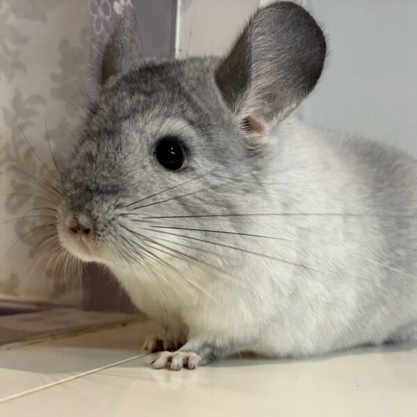 チンチラ　モザイク　女の子《フィオナ》