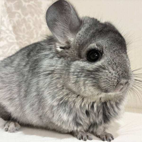 ロイヤル・ペルジアン・アンゴラ　スタンダードグレー　女の子《春雪（しゅんせつ）》