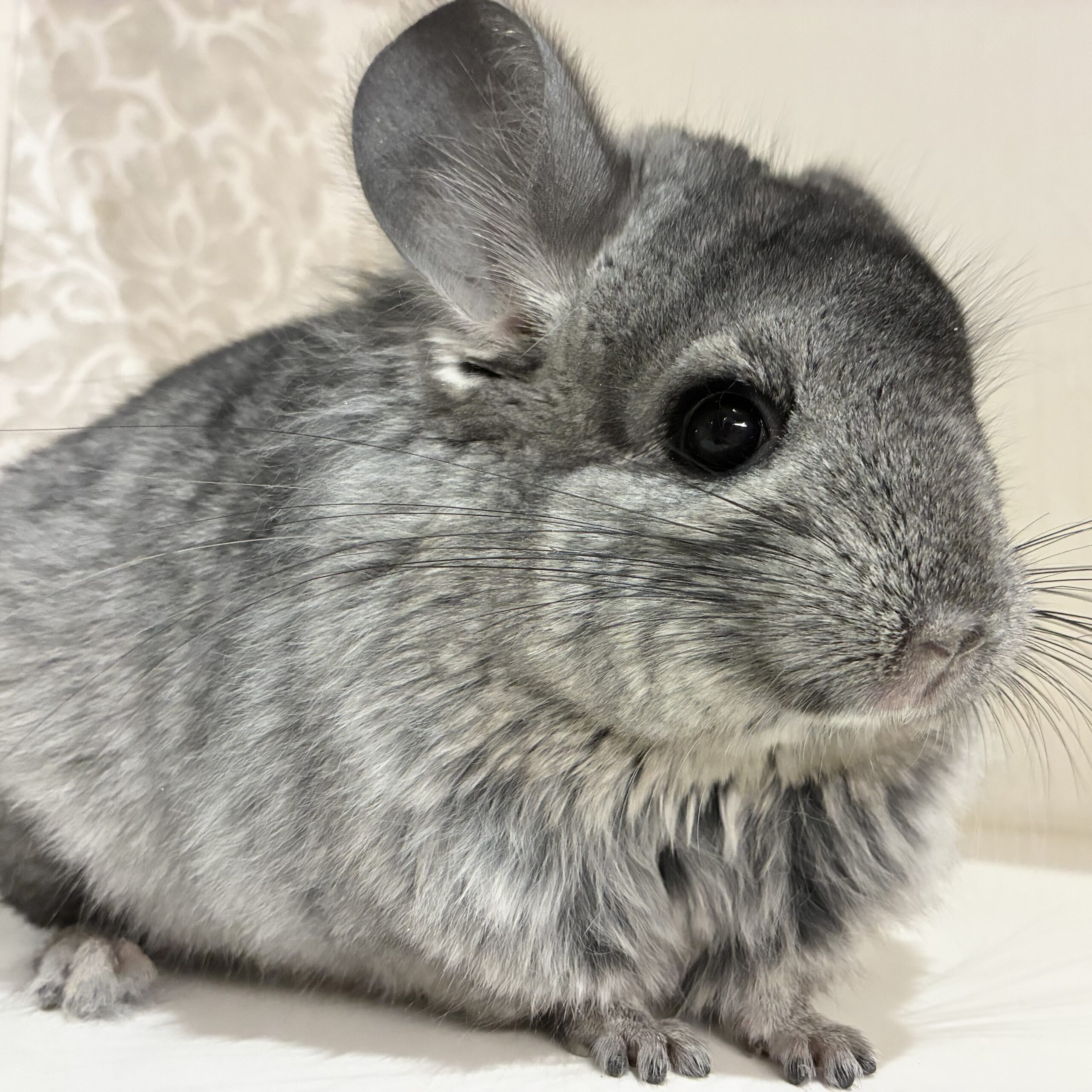 ロイヤル・ペルジアン・アンゴラ　スタンダードグレー　女の子《春雪（しゅんせつ）》