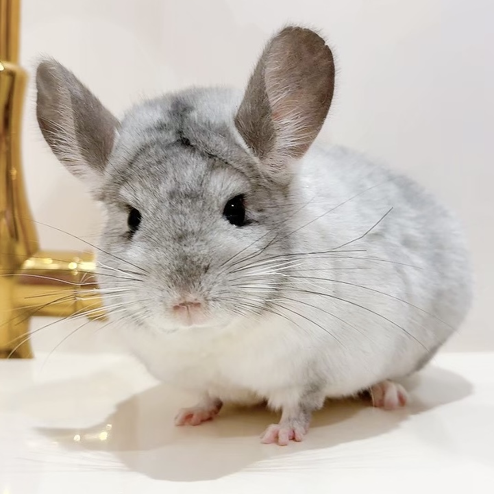 チンチラ　モザイク　男の子《さんぽ》