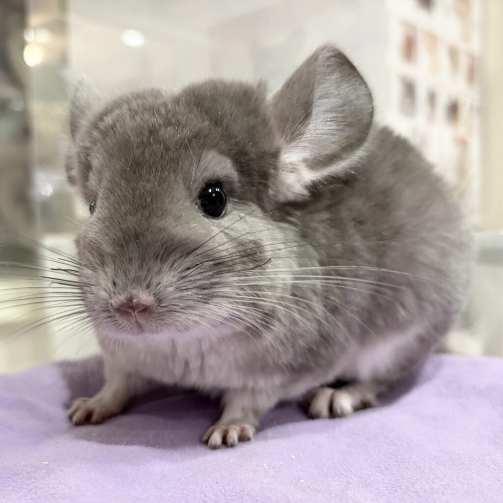 チンチラ　バイオレット　男の子《ショウゴ》