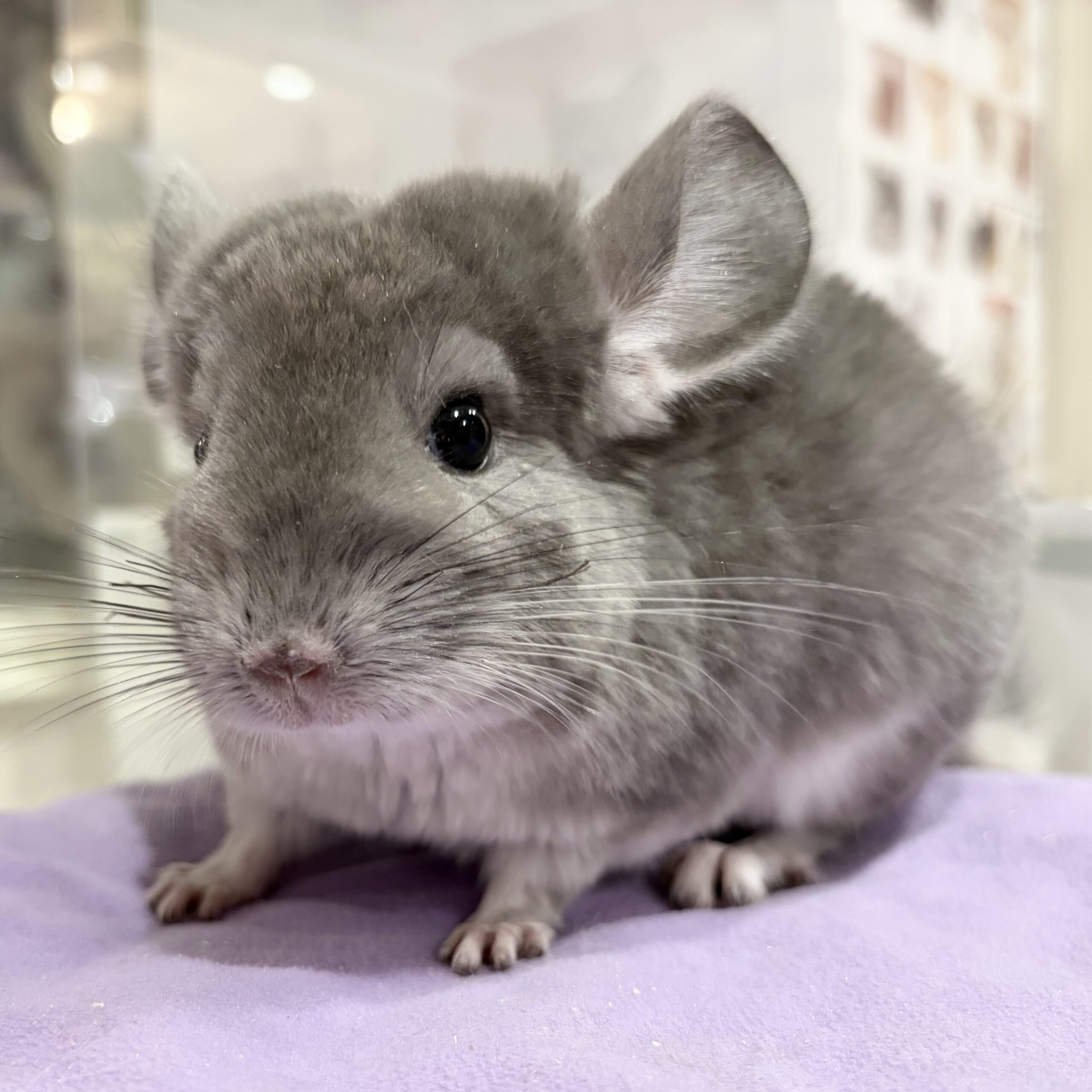 チンチラ　バイオレット　男の子《ショウゴ》