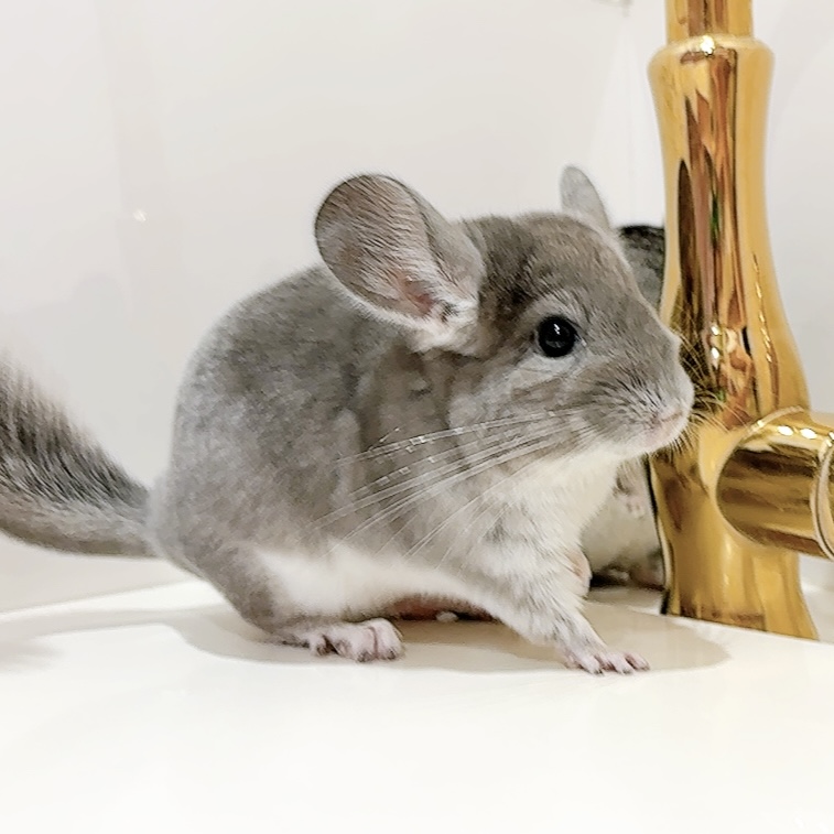 チンチラ　バイオレット　男の子《ショウゴ》